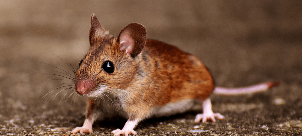 Mice in North Carolina: Signs You Have an Infestation