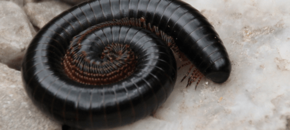 Millipedes and Centipedes: What's the Difference and Why Are They in My House?
