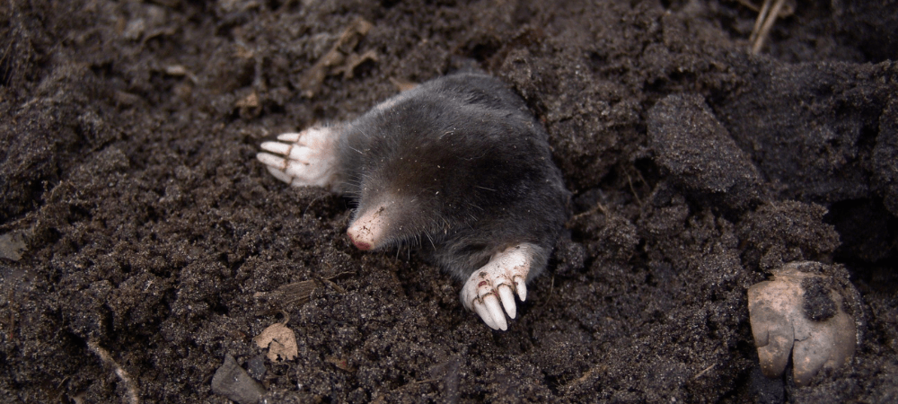 Moles in North Carolina: What's Really Causing That Yard Damage