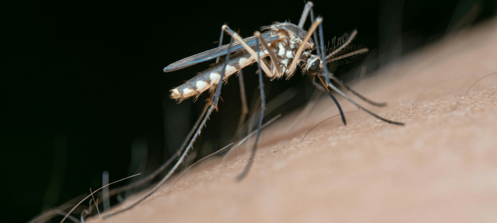 Mosquitoes in North Carolina: What Draws Them In and How to Fight Back