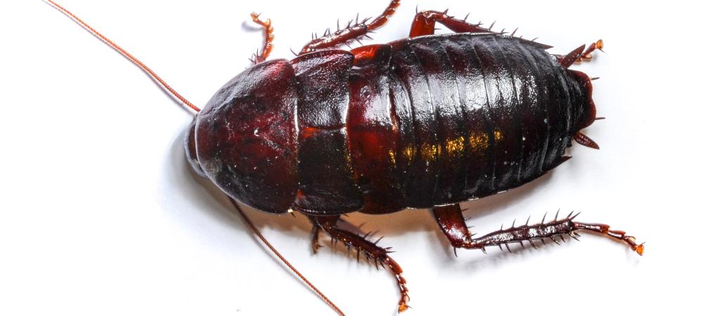 oriental cockroach