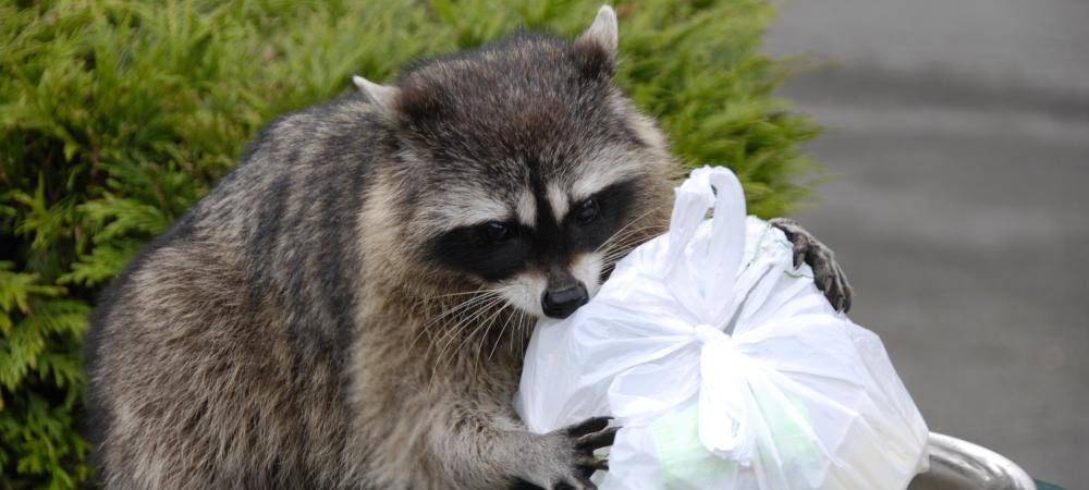 raccoon-in-trash-with-grass-background