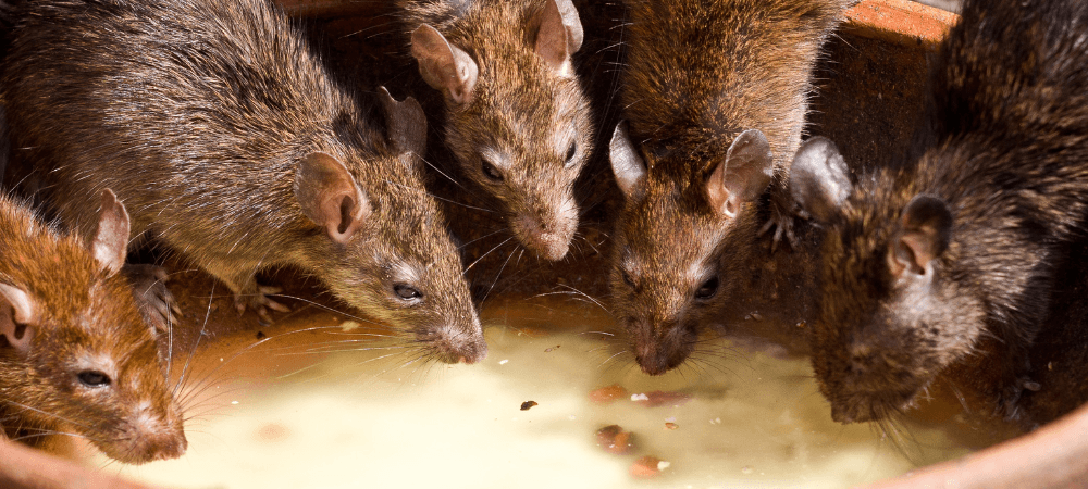 Rats in North Carolina: How to Spot an Infestation and Keep Them Out