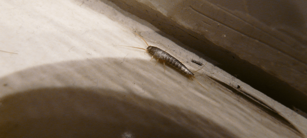 Silverfish in North Carolina: What They Are and What They're Telling You About Your Home