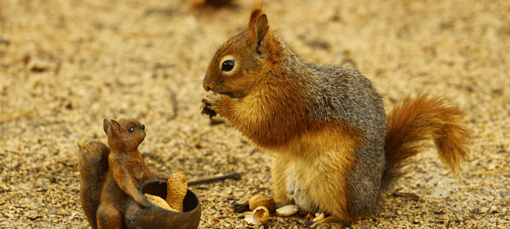 Squirrels in the Attic: What North Carolina Homeowners Need to Know