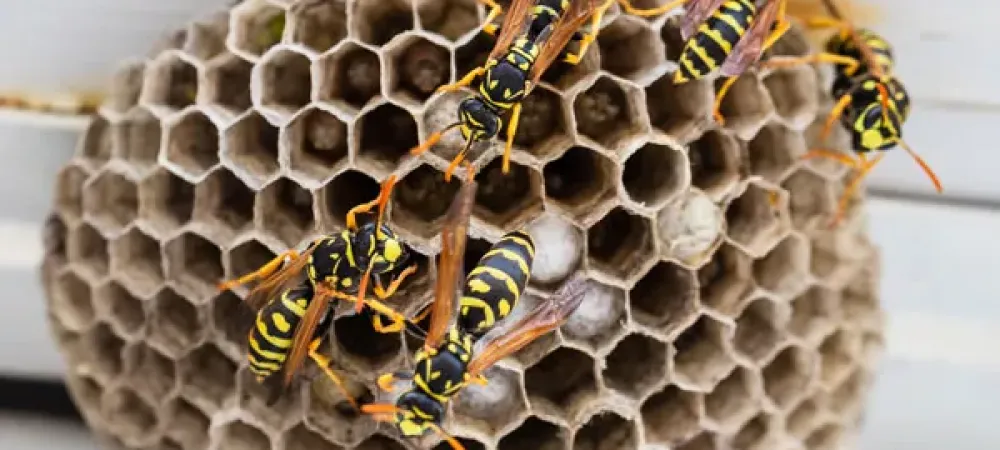 Wasp nest