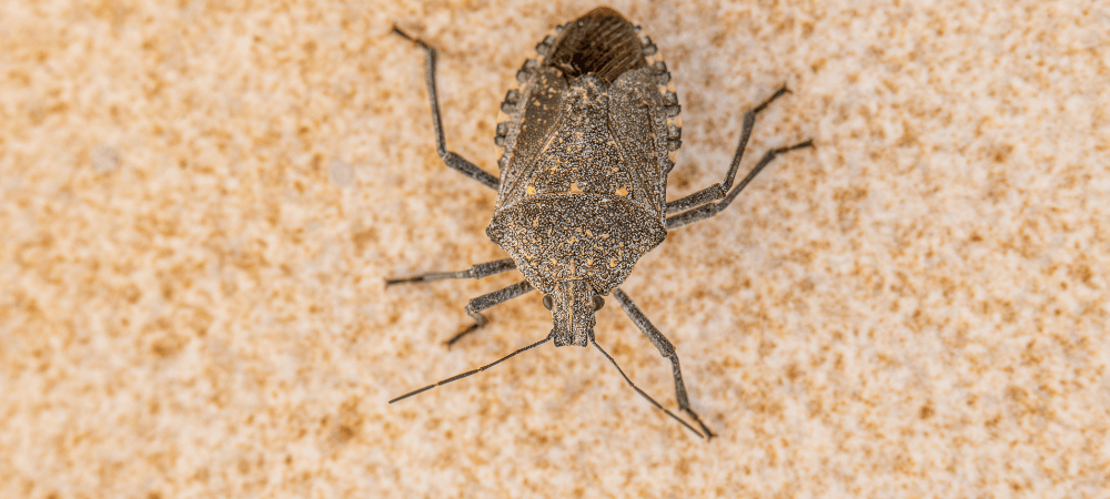 Stink Bugs in North Carolina: Why They Invade and How to Keep Them Out