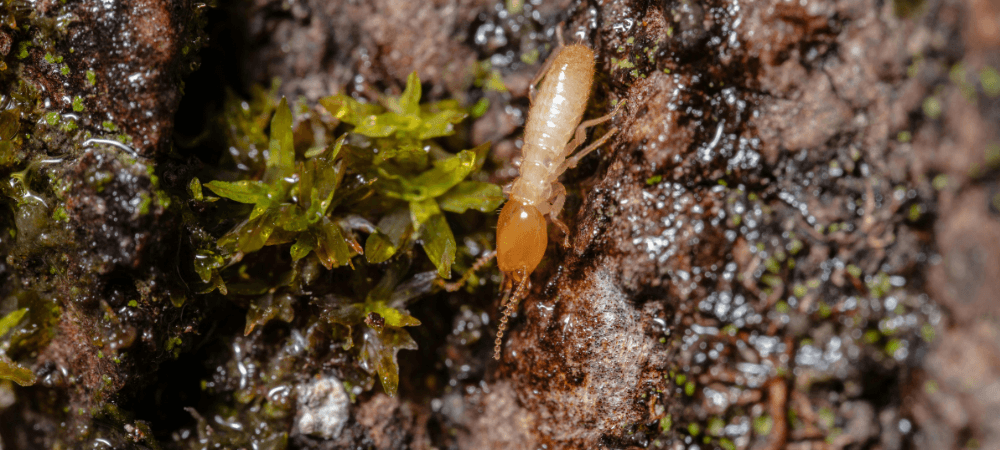 Termites in North Carolina: Signs, Swarm Season and Treatment