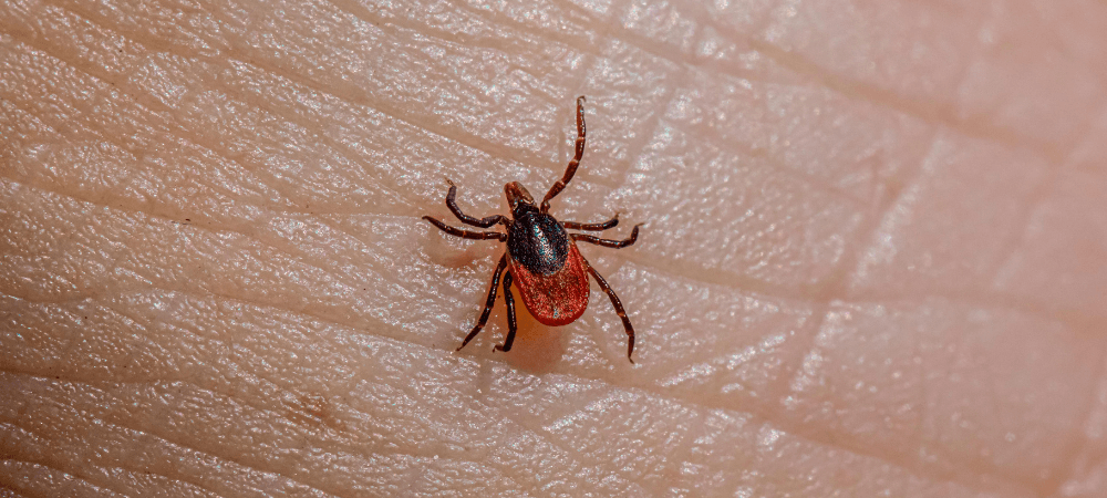 Ticks in North Carolina: Identification, Risks and Prevention