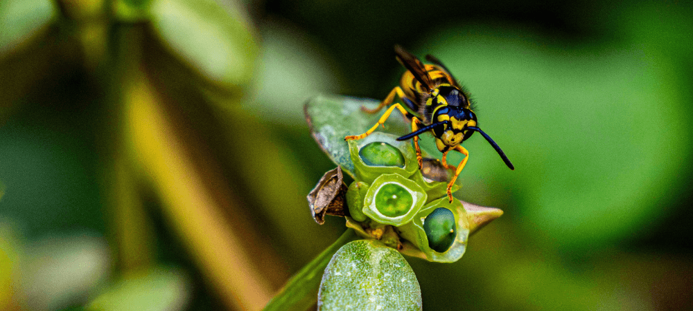 Yellowjackets in North Carolina: How to Identify a Nest and Stay Safe