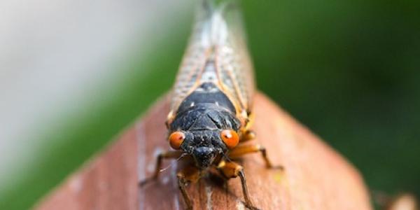 cicada
