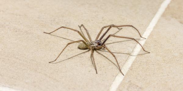 Spider on Tile Floor