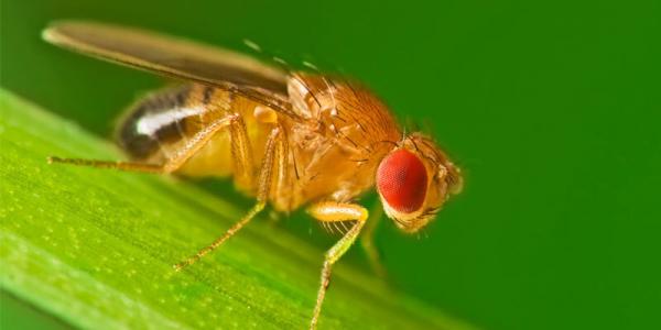 Fruit Fly