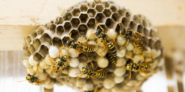 Wasps Building Nest