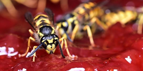 Wasps eating red jam