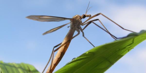 Crane fly on a leaf