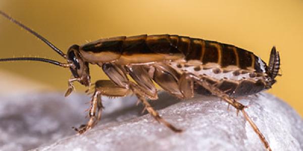 german roach