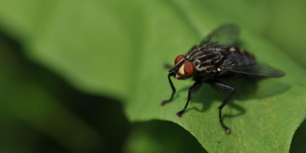 house-flies