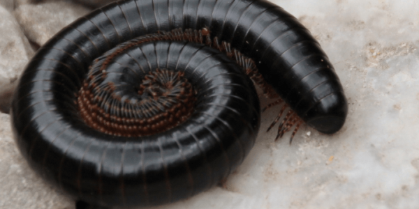 Millipedes and Centipedes: What's the Difference and Why Are They in My House?