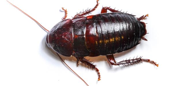 oriental cockroach