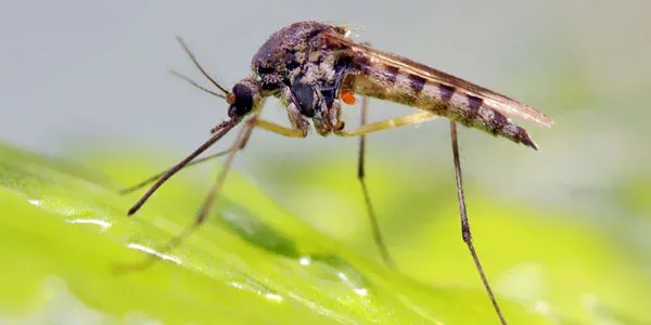 Mosquito outside on leaf