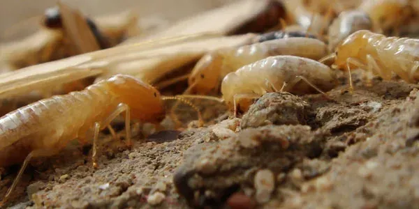 Termites on wood