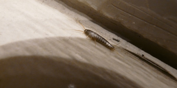 Silverfish in North Carolina: What They Are and What They're Telling You About Your Home